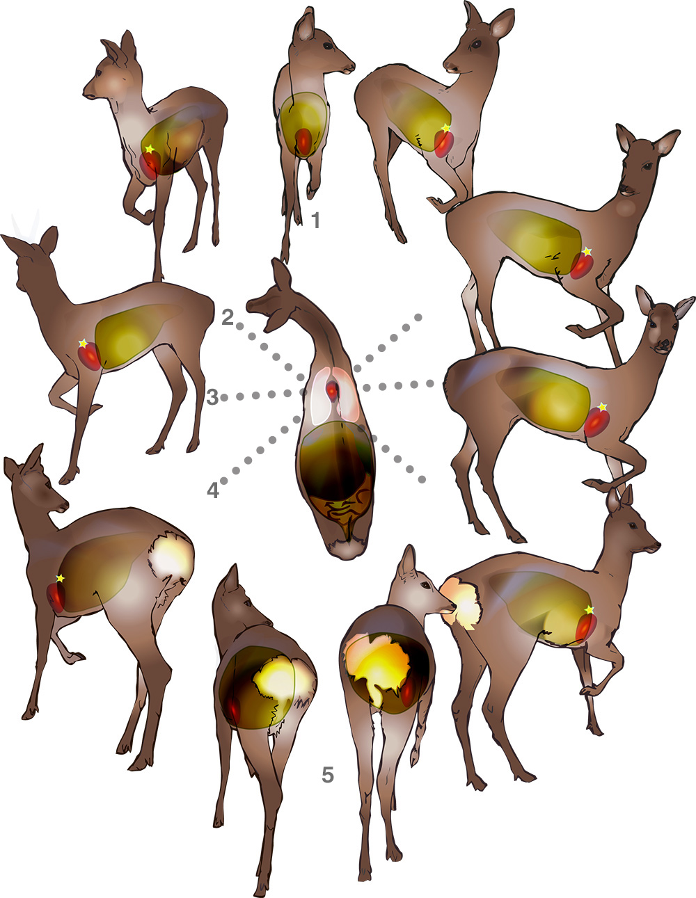 Deer Vitals Chart