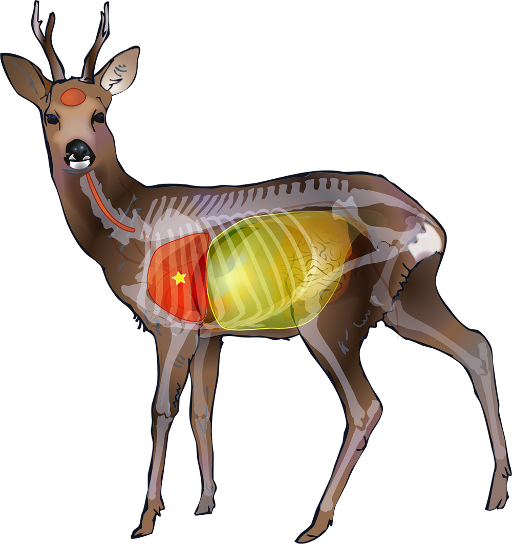 Deer Shot Placement Chart