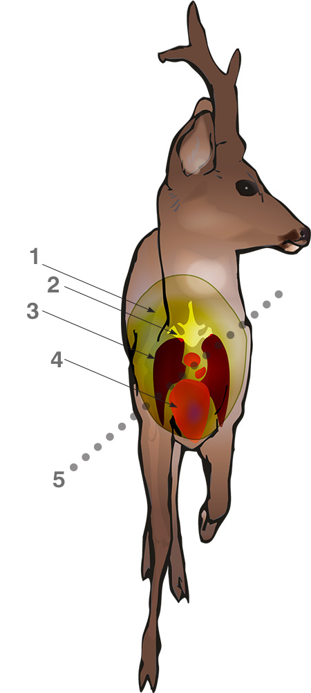 Deer Shot Placement Chart