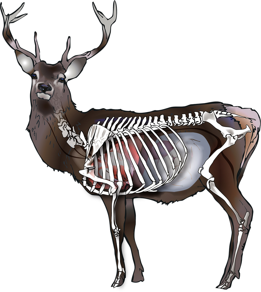 Whitetail Deer Anatomy Chart