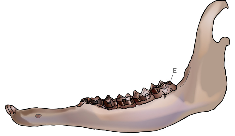 Deer Teeth Age Chart