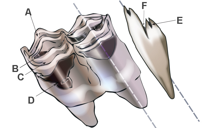 Animal Teeth Identification Chart