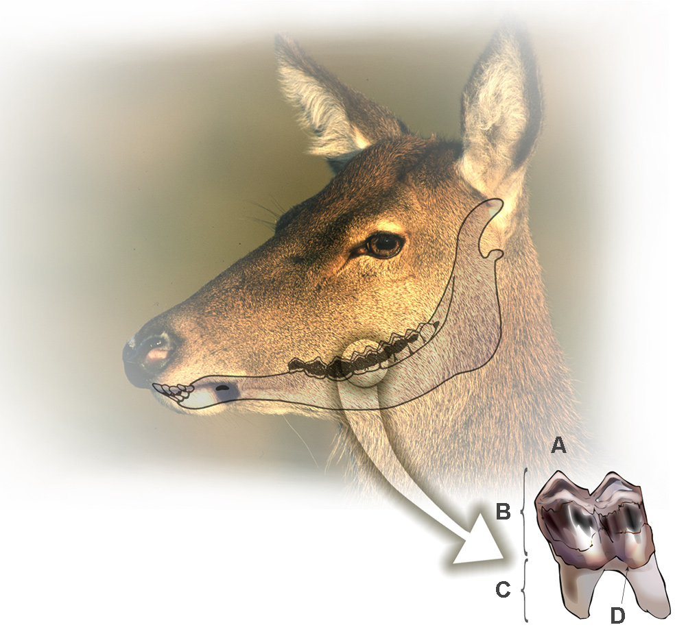 Deer Teeth Age Chart
